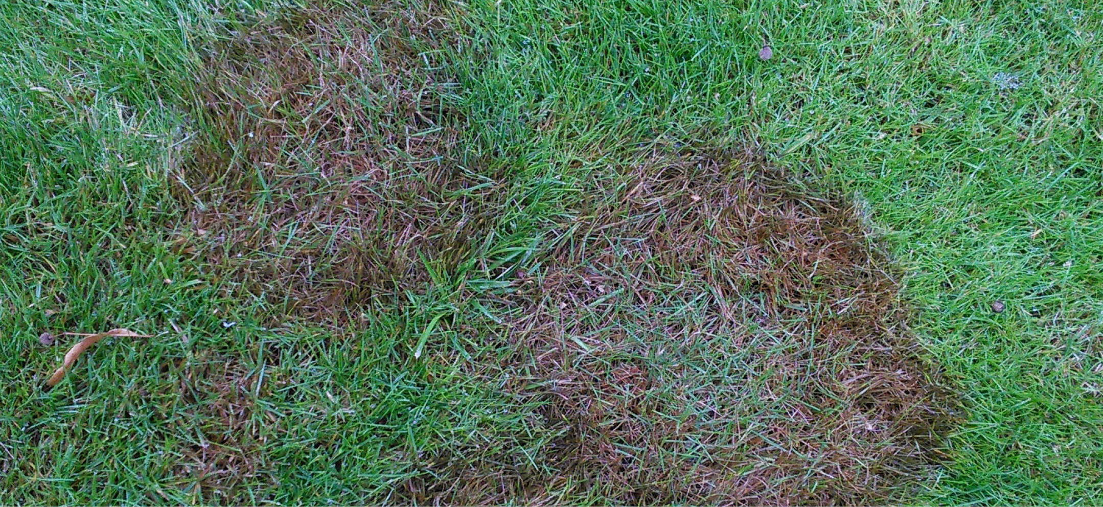 Turf Disease