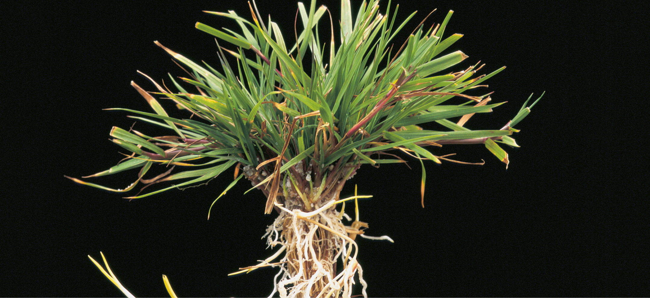 Barenbrug Grass Seed Technical Information