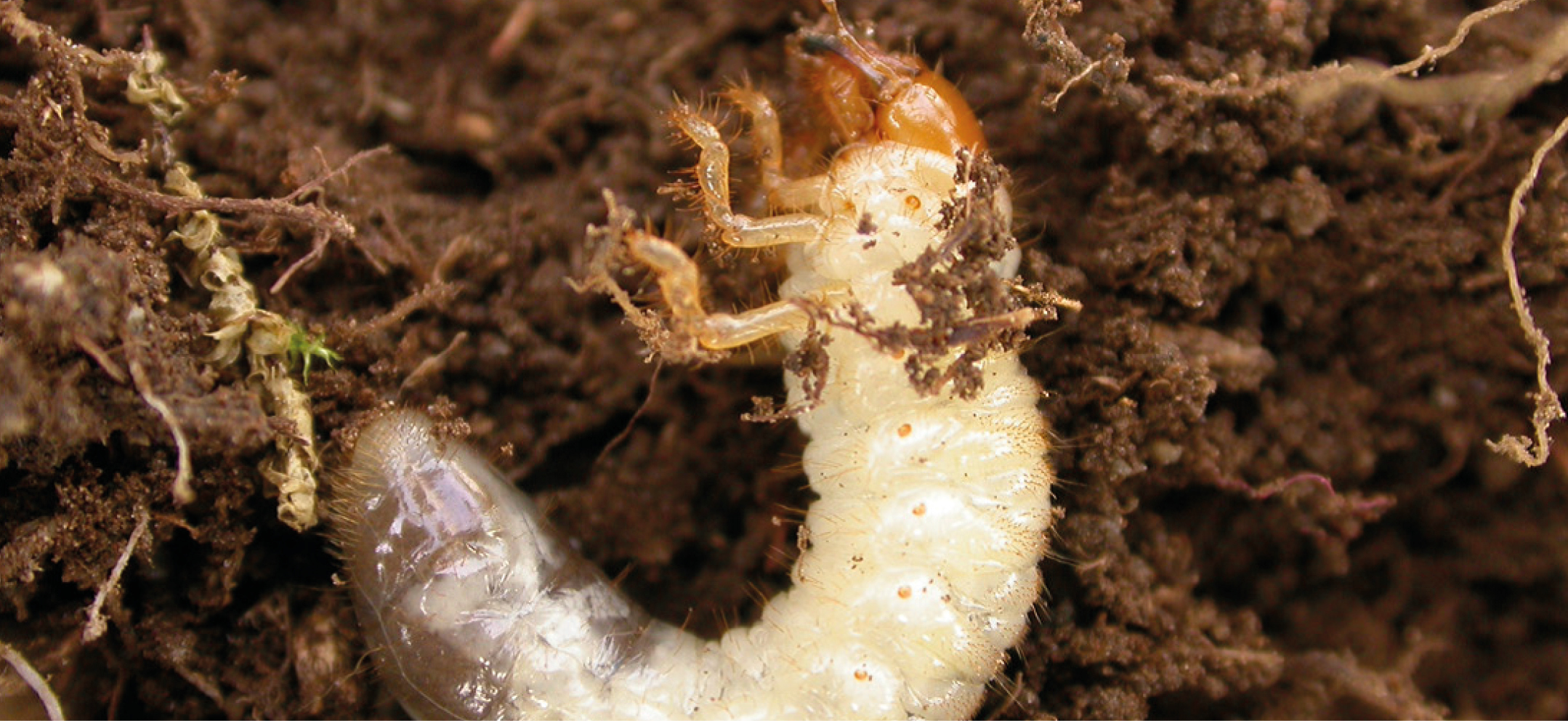 Turf Pests