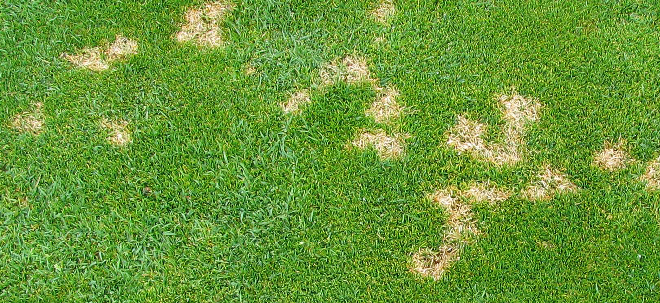 Dollar Spot