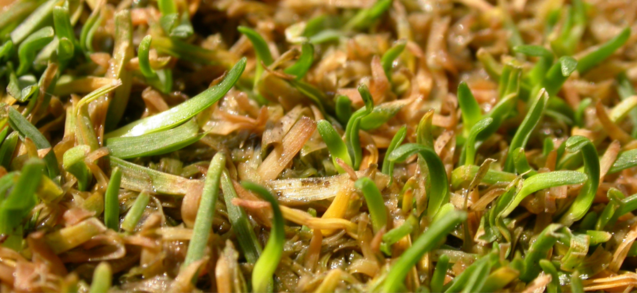 Anthracnose