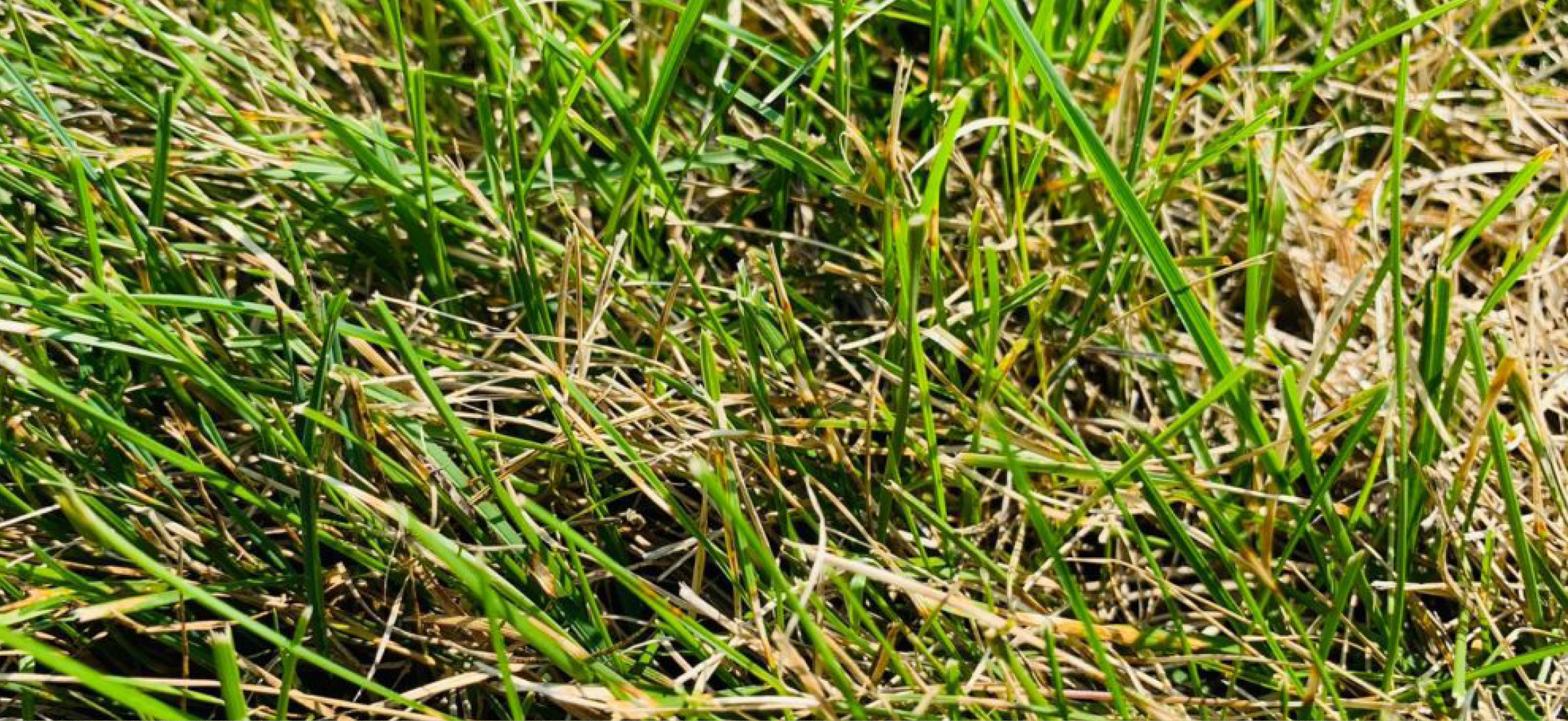 Leaf Spot / Melting Out