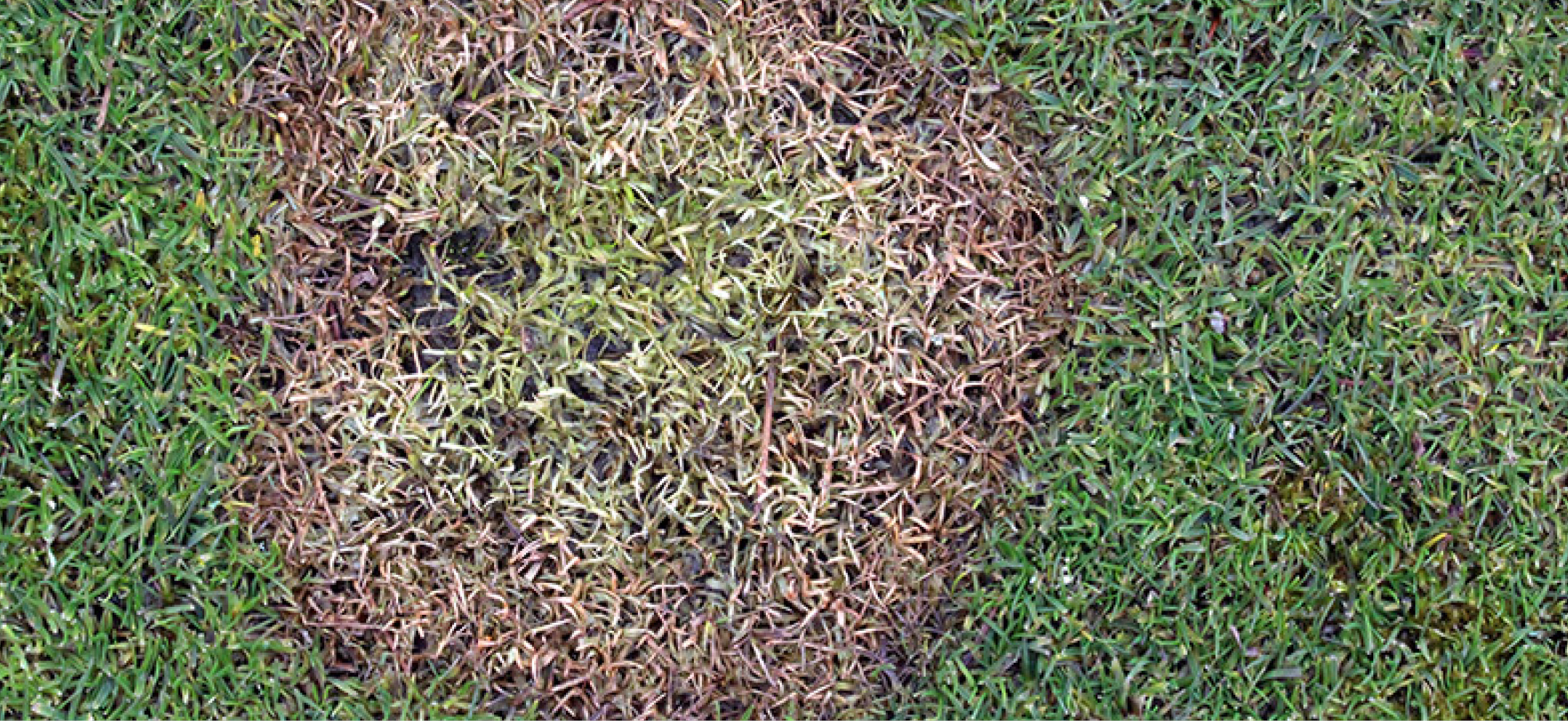 Microdochium Patch