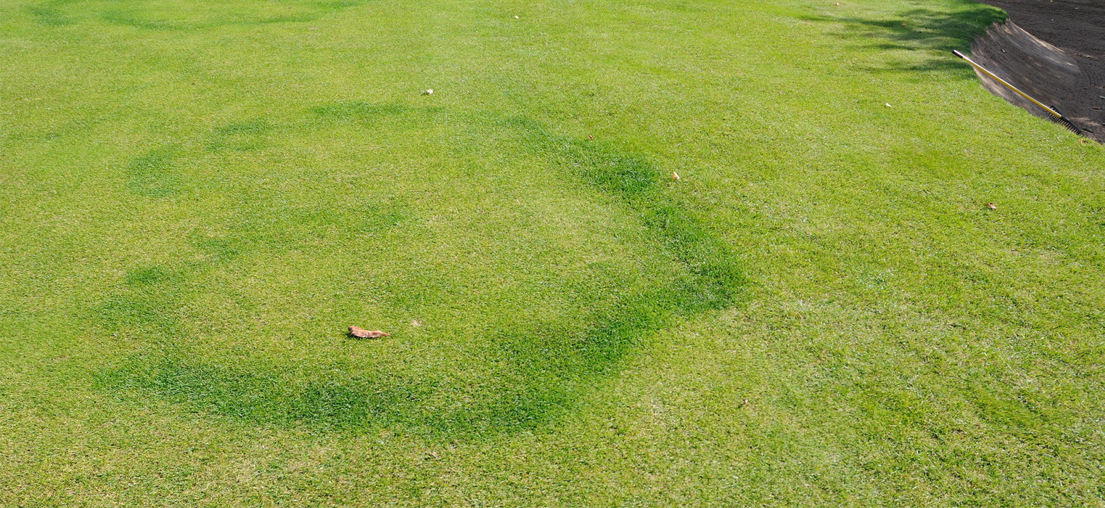 Fairy Rings