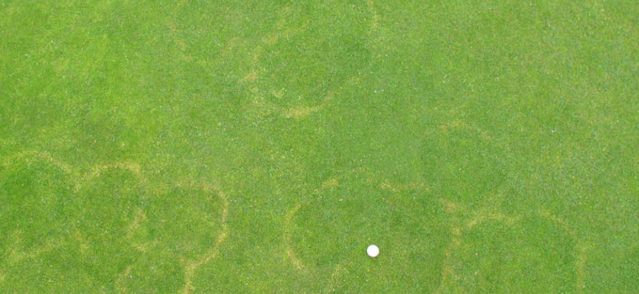 Waitea Patch / Brown Patch