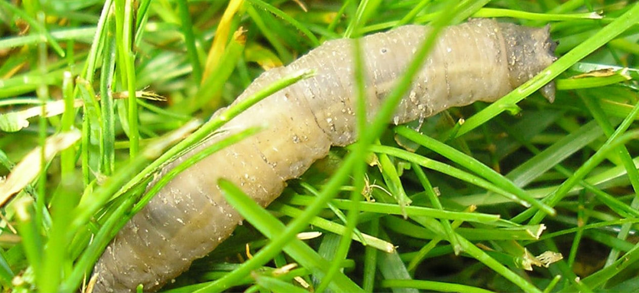 Pest Population Management