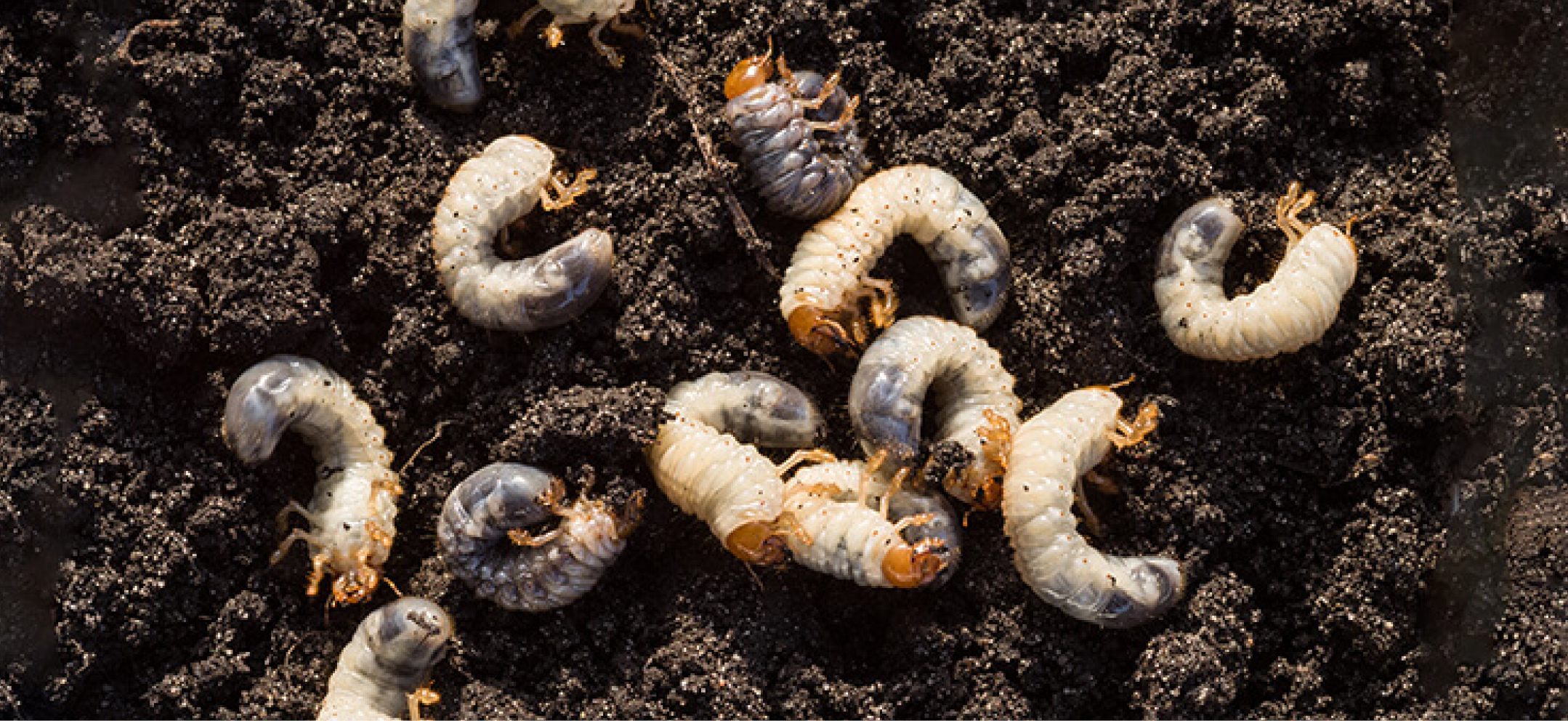 Chafer Grubs