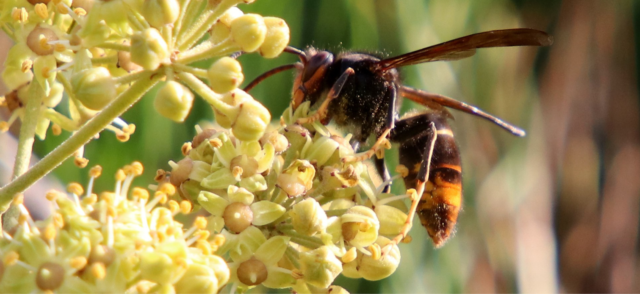 Asian Hornets