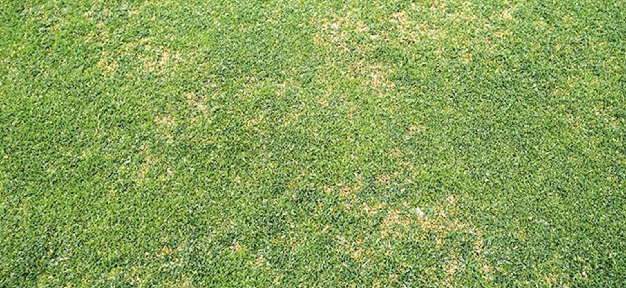 Management Of Anthracnose Prevention