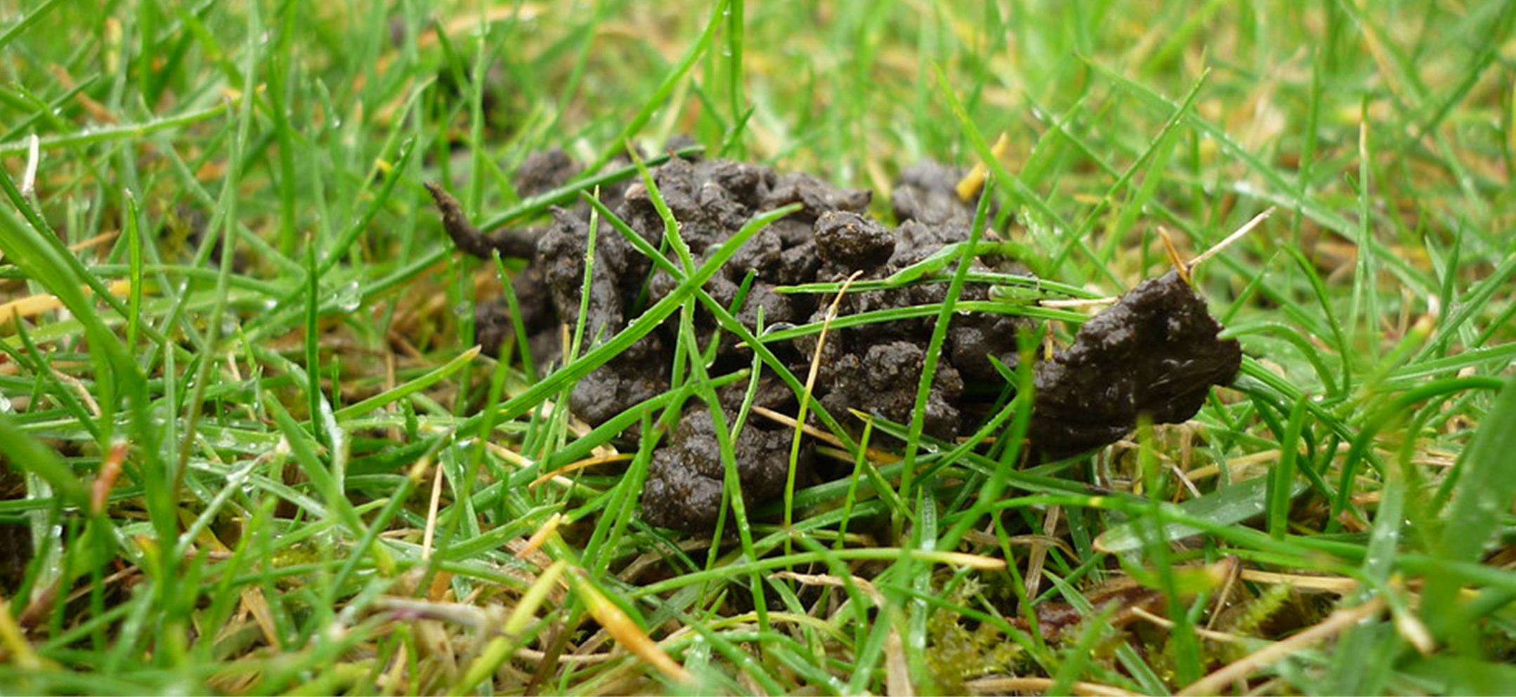 The Future of Earthworm Management: Sports Turf