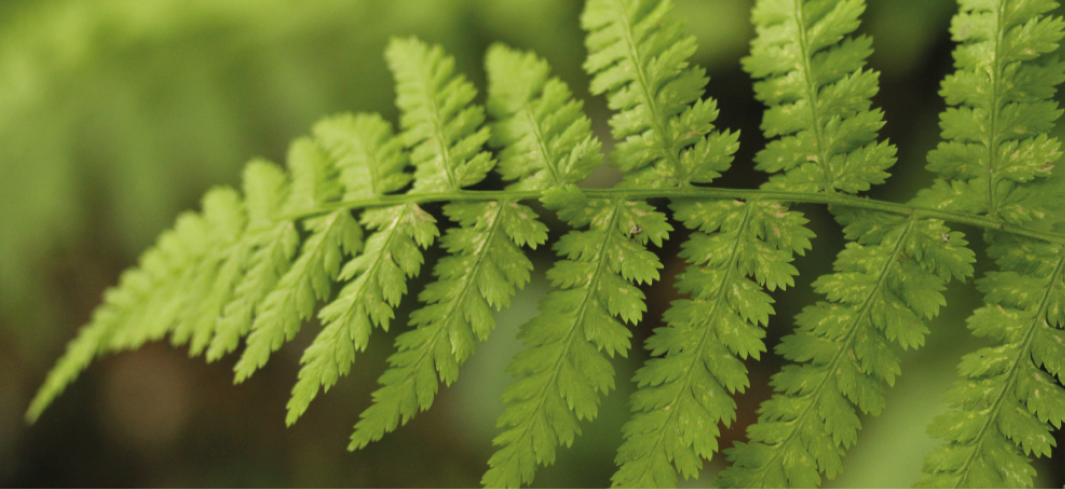 Identifying and Managing Bracken