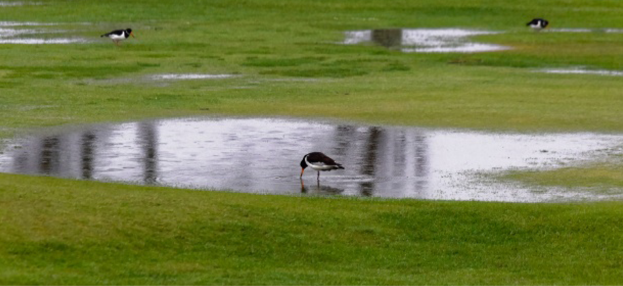 Drainage