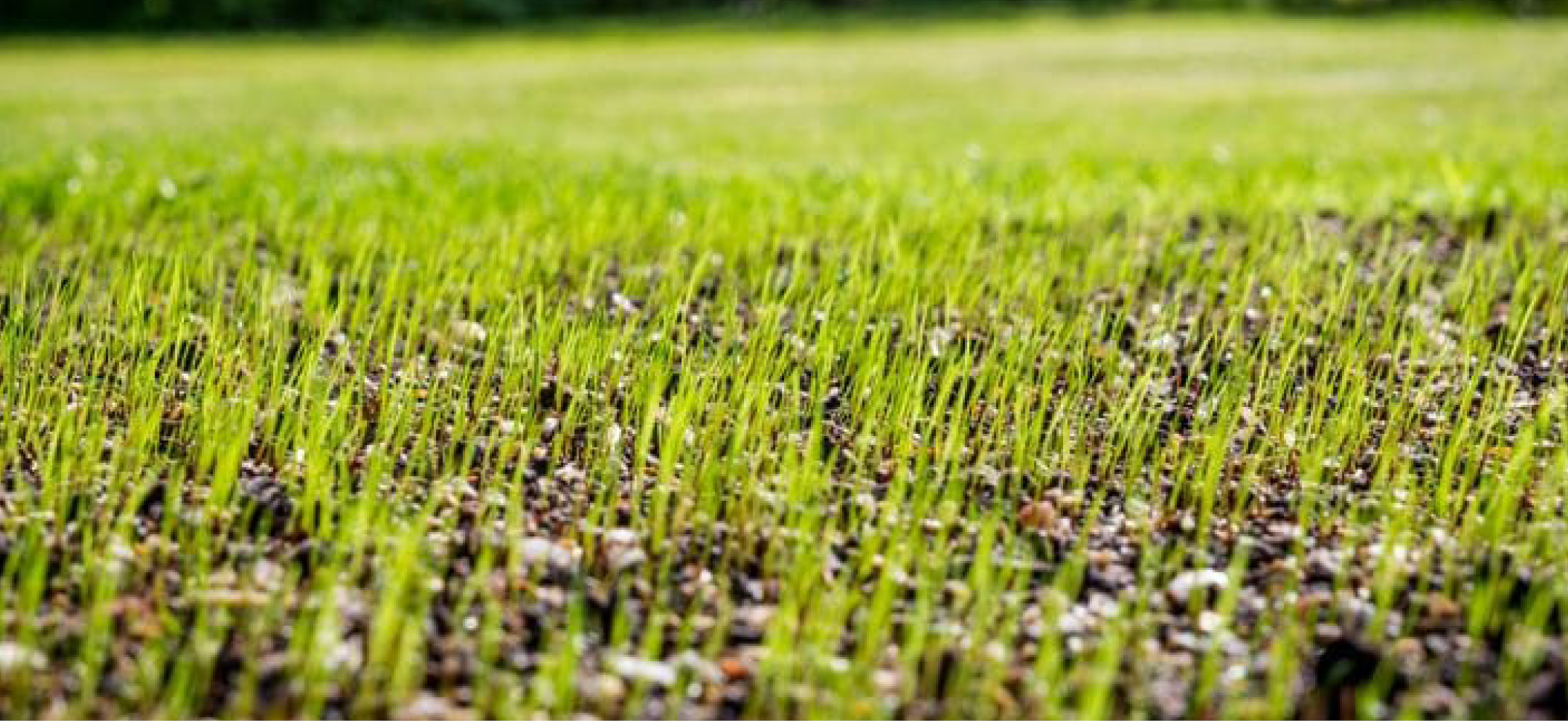 Grass Seed
