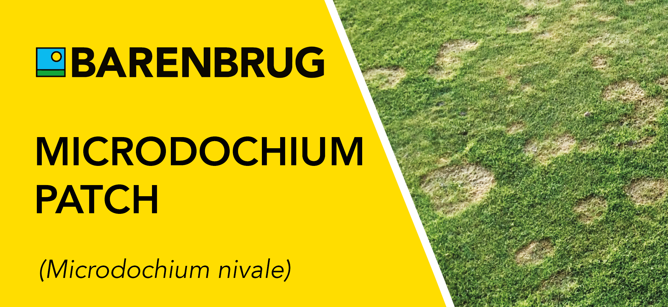 Microdochium Patch Disease Fact File