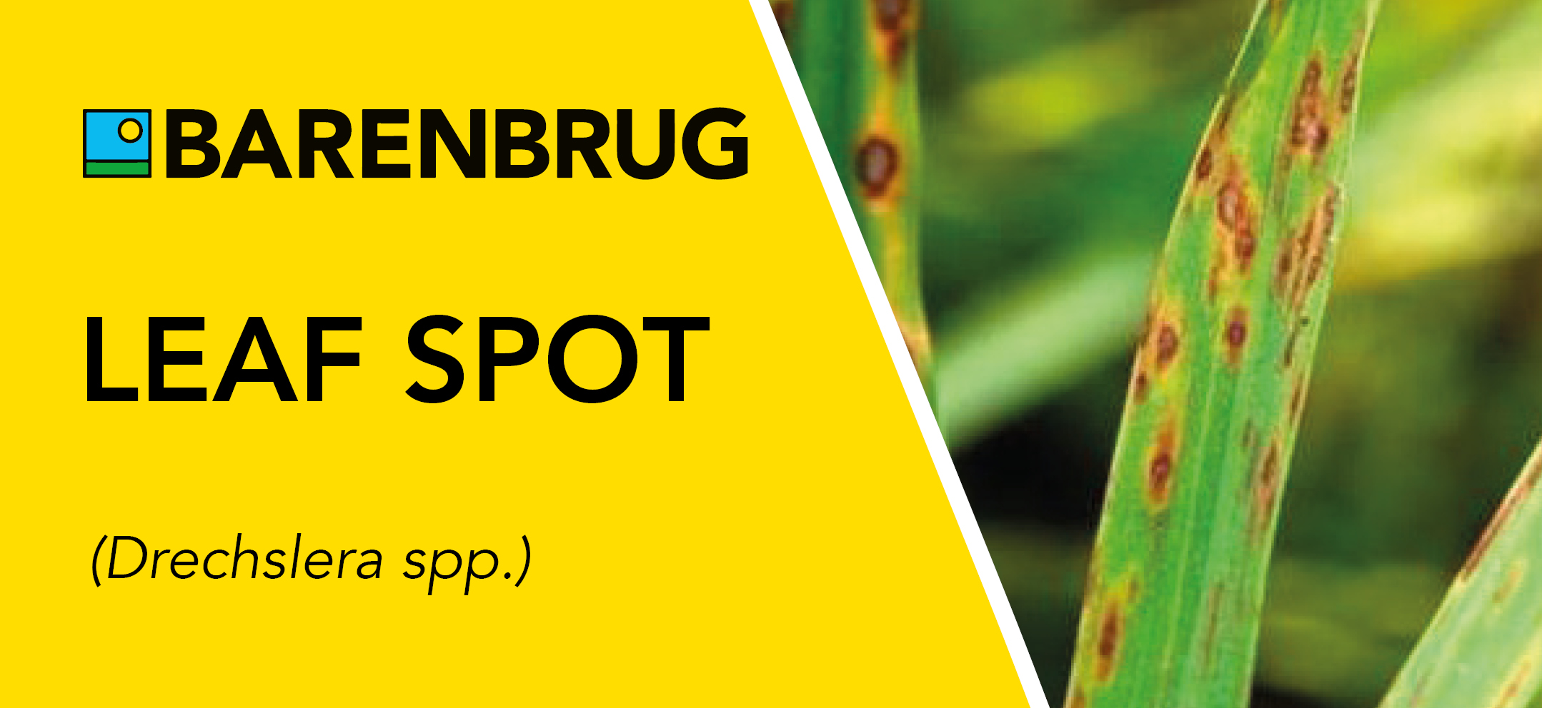 Leaf Spot Disease Fact File