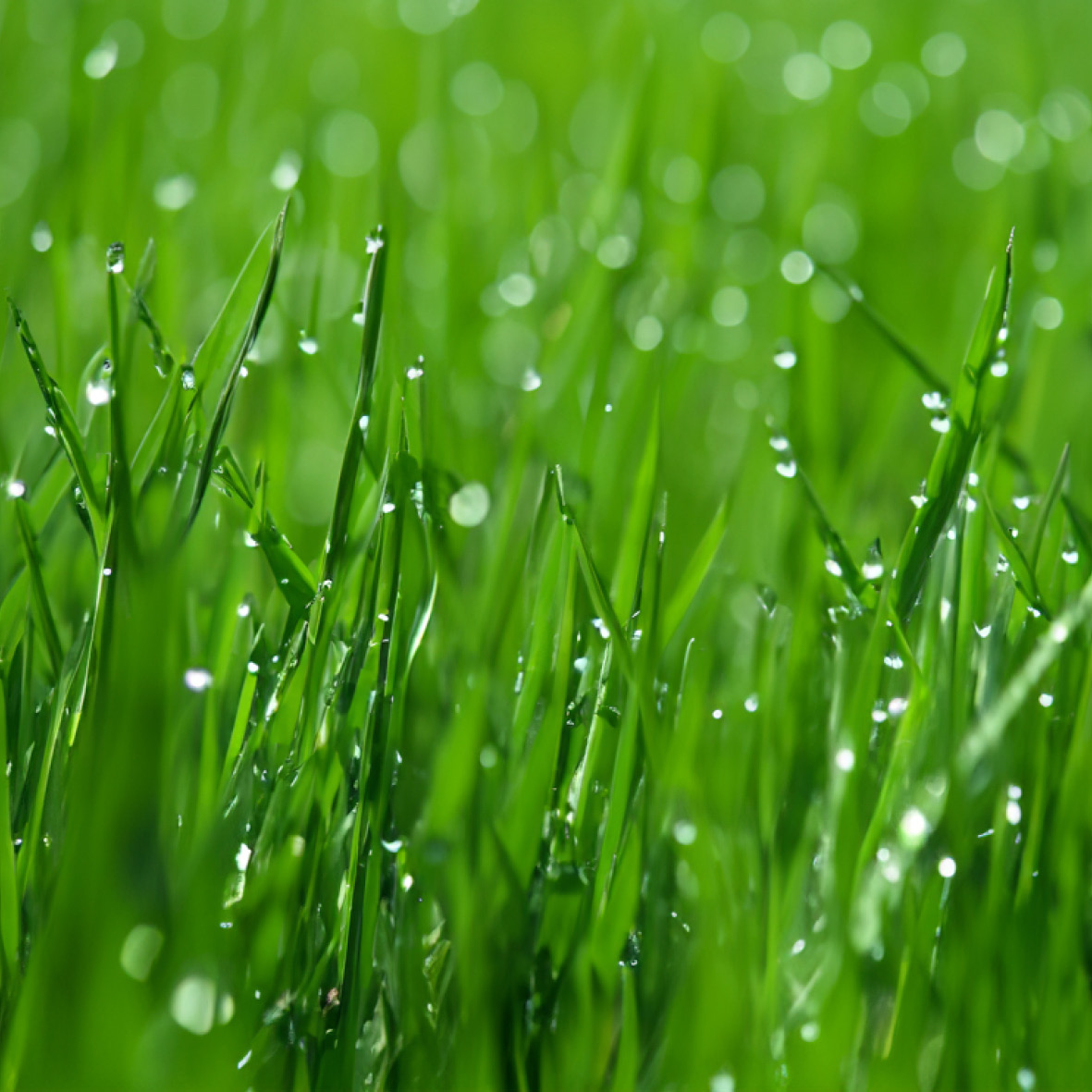 Lawn & Garden Wetting Agents