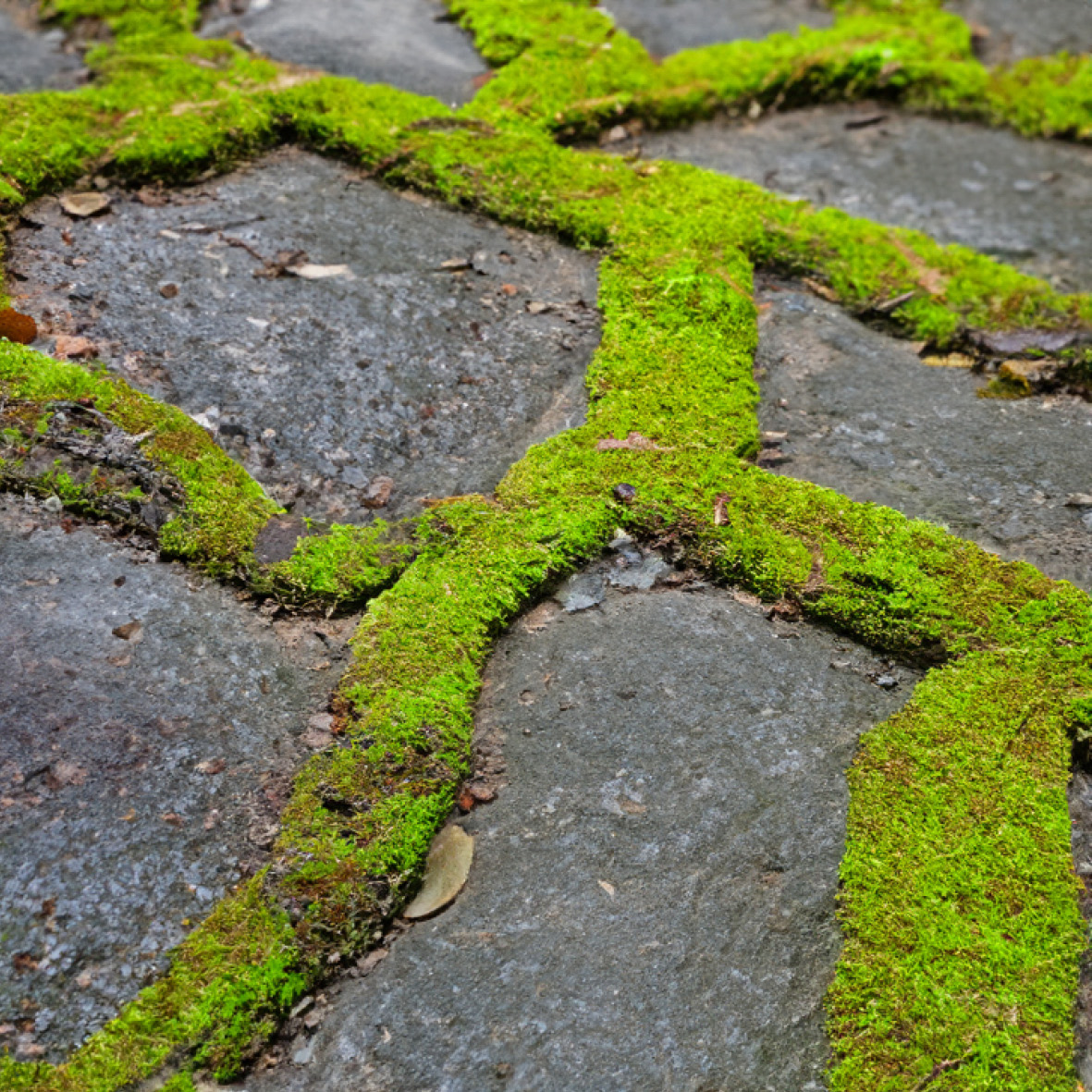 Hard Surface Cleaners & Moss Control