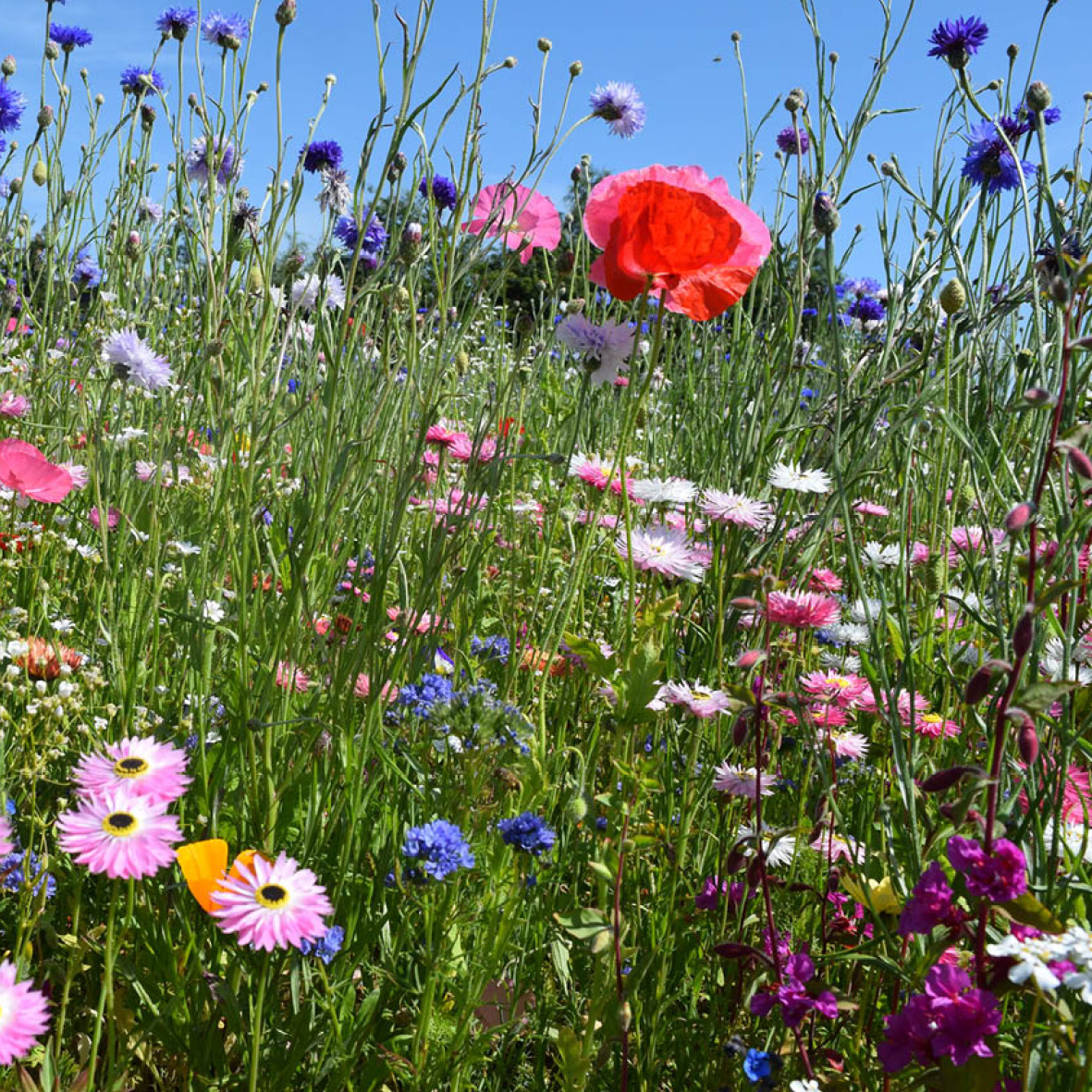 Wildflower Grass Seed