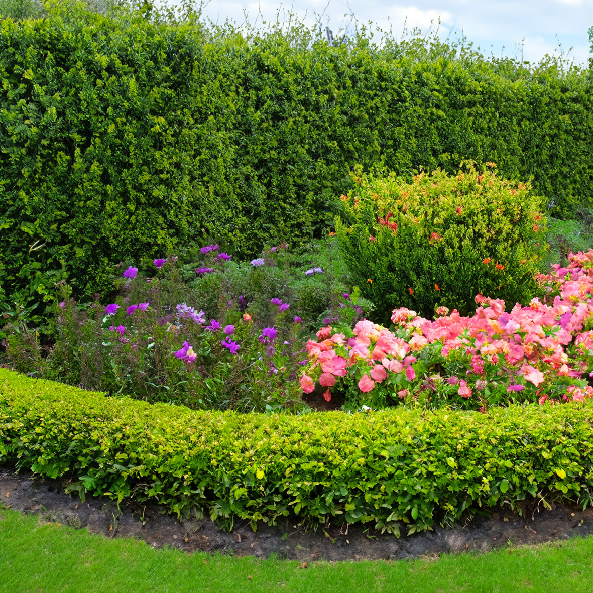 Shrubs Borders And Plant Fertiliser