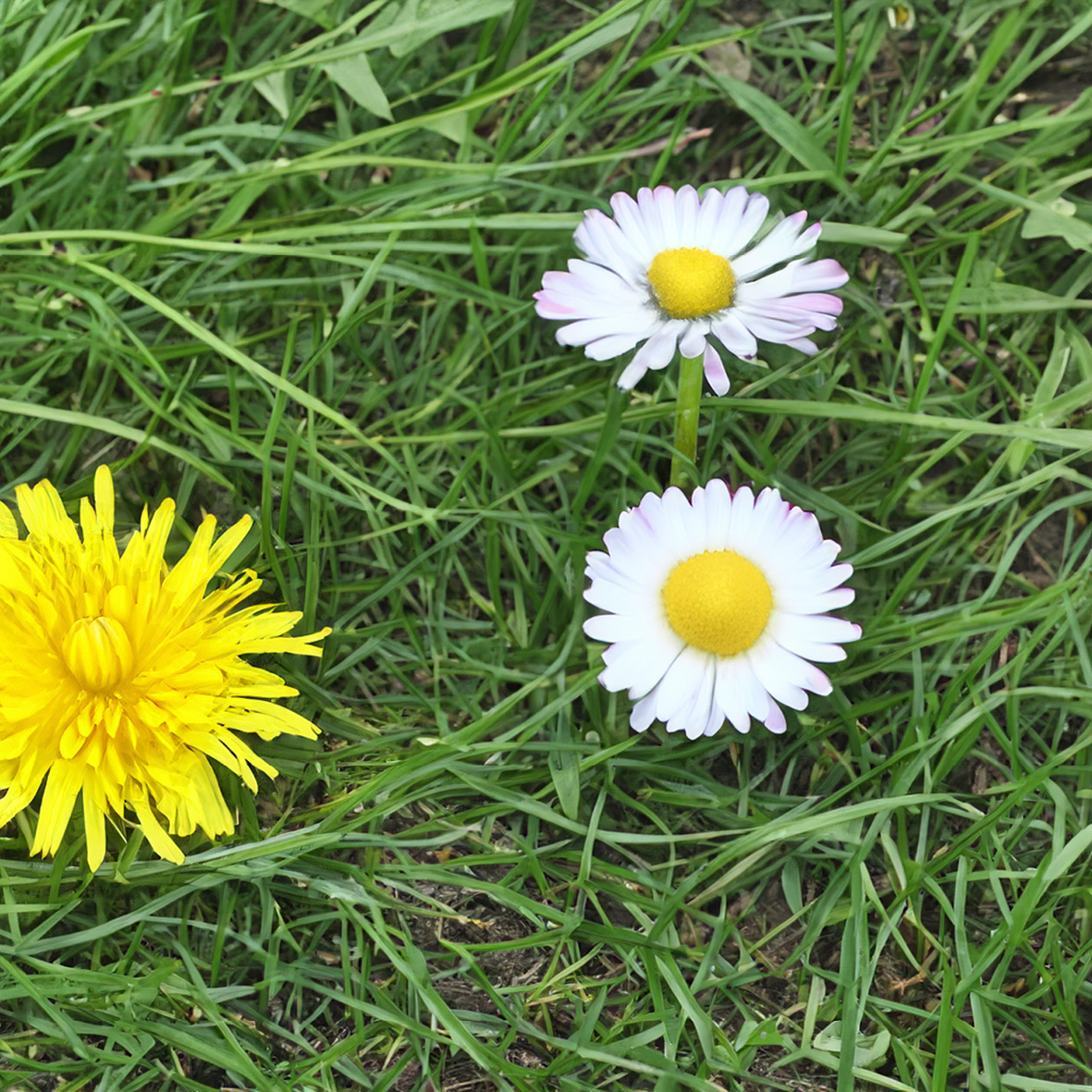 Selective Weed Killers (Domestic)