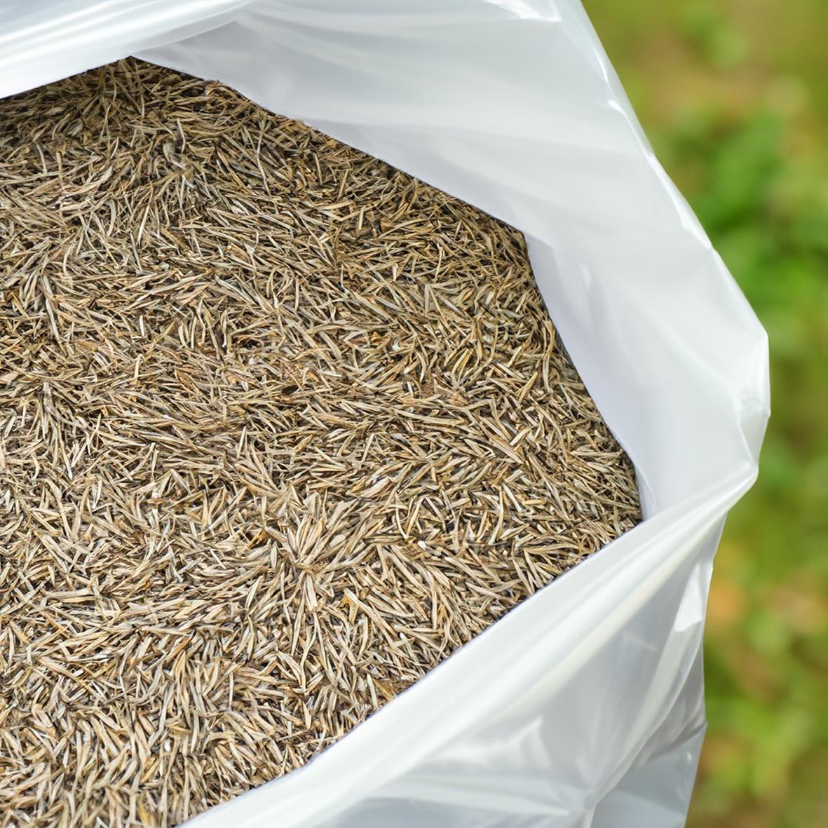 Lawn Grass Seed