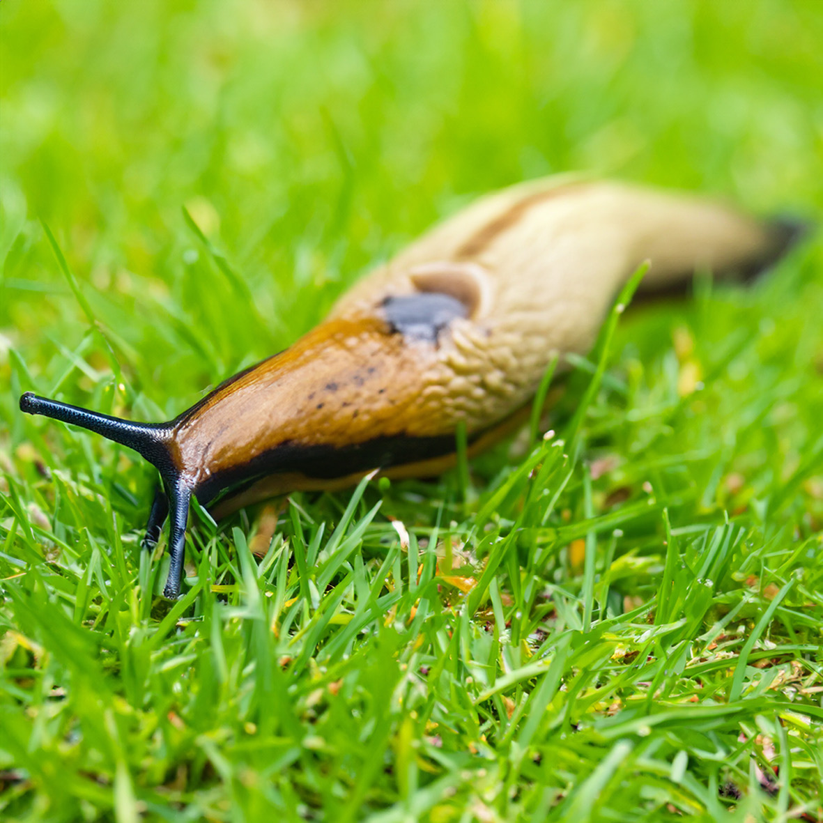 Pest Control