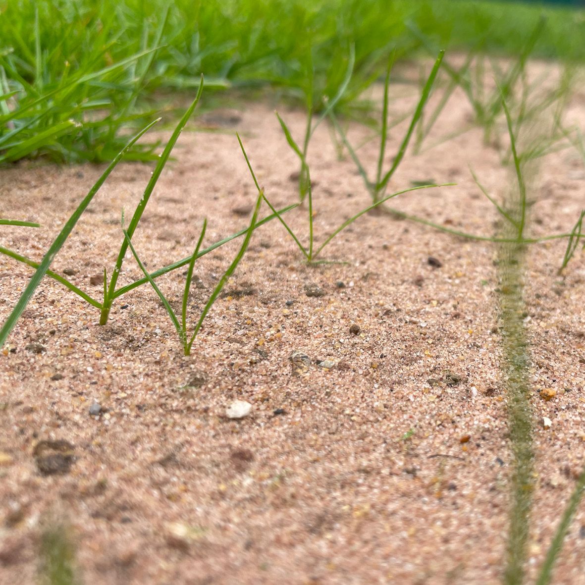 Dressing & Soils