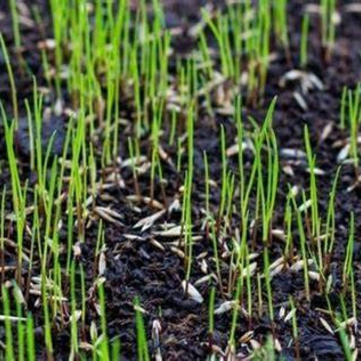 Grass Seed & Turf