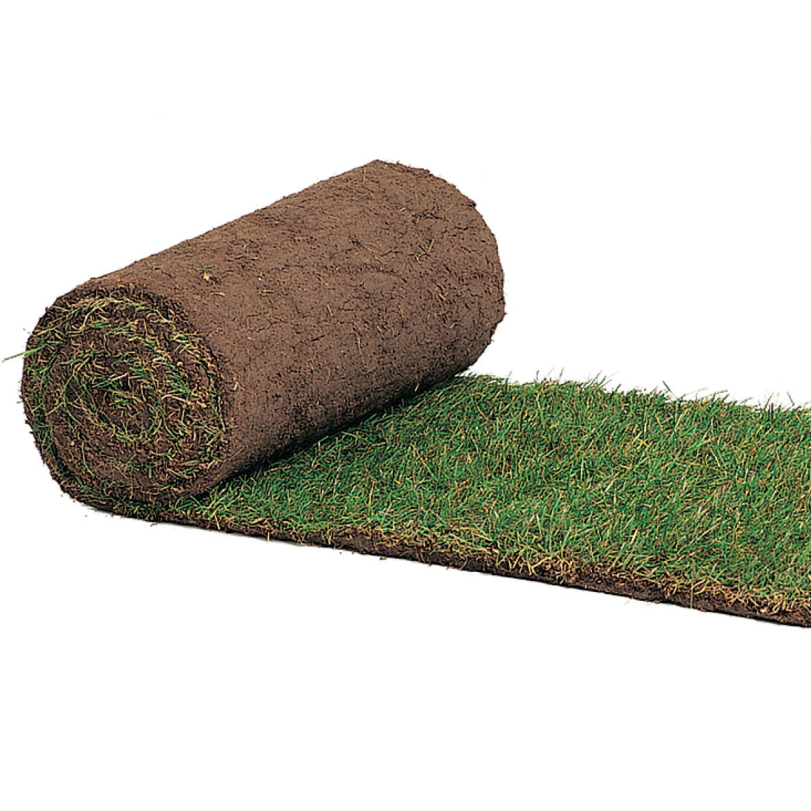 Arena Turf